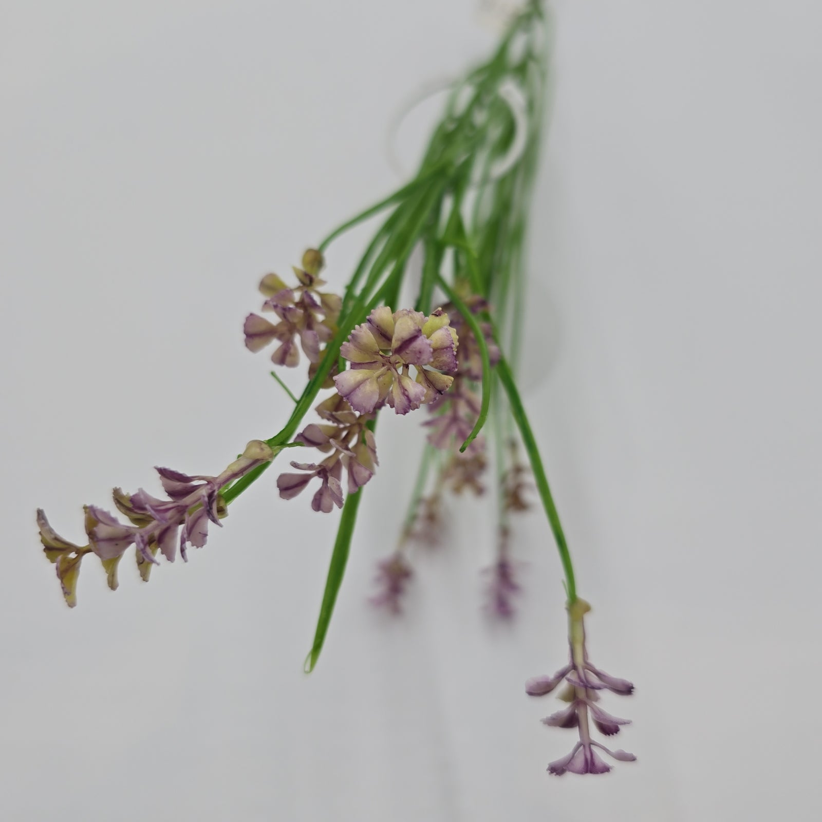 Wild Blossom--#fsb215