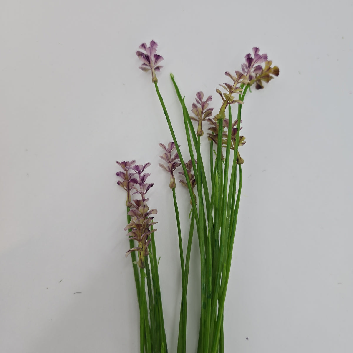 Wild Blossom--#fsb215