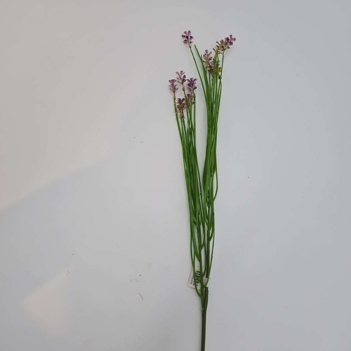 Wild Blossom--#fsb215