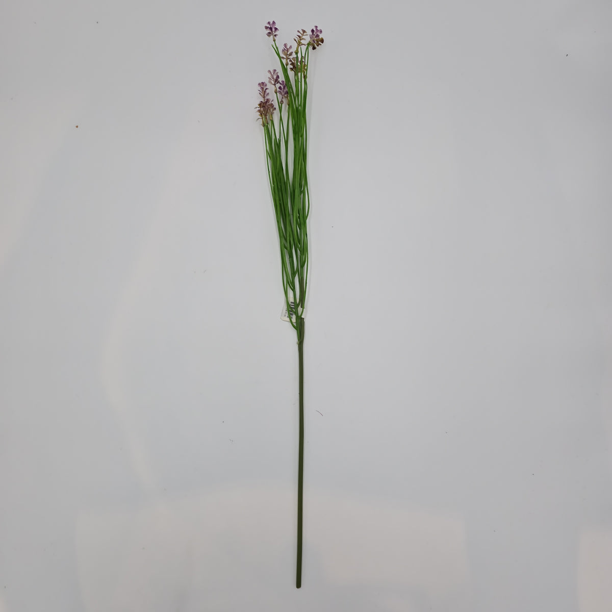 Wild Blossom--#fsb215