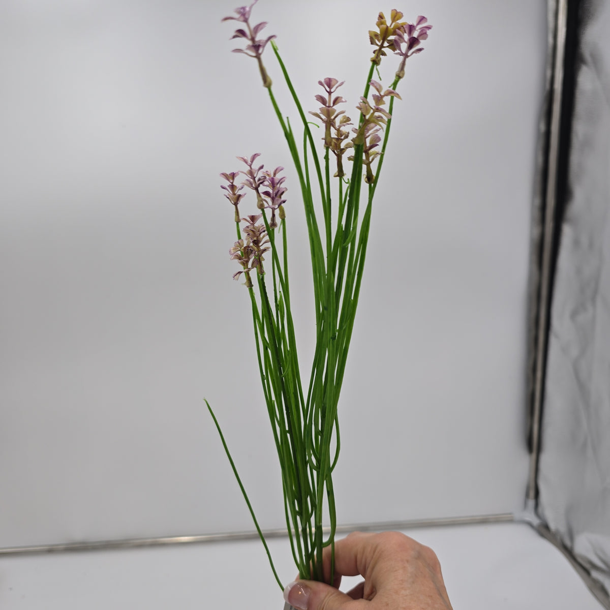 Wild Blossom--#fsb215