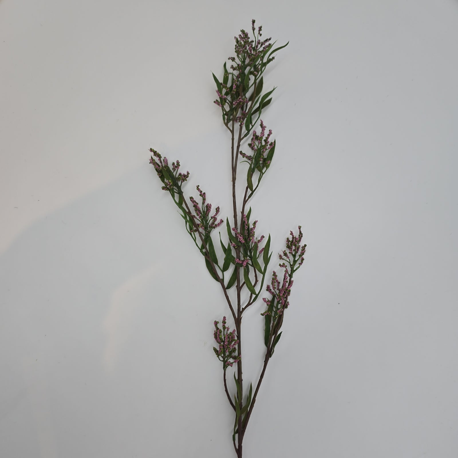 Pea Crop Seed--#gtc236