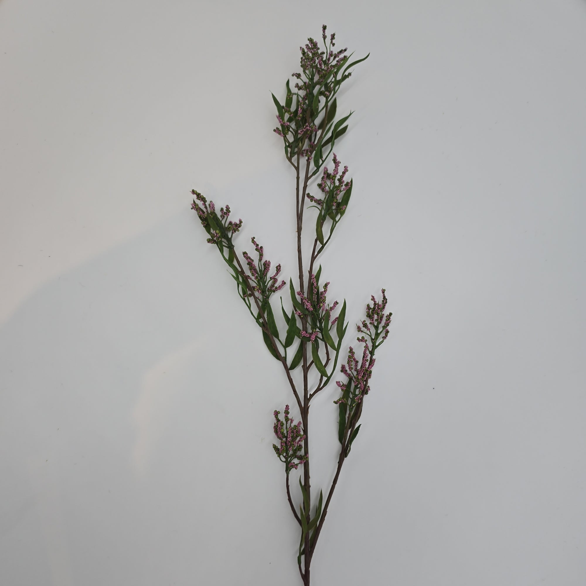 Pea Crop Seed--#gtc236