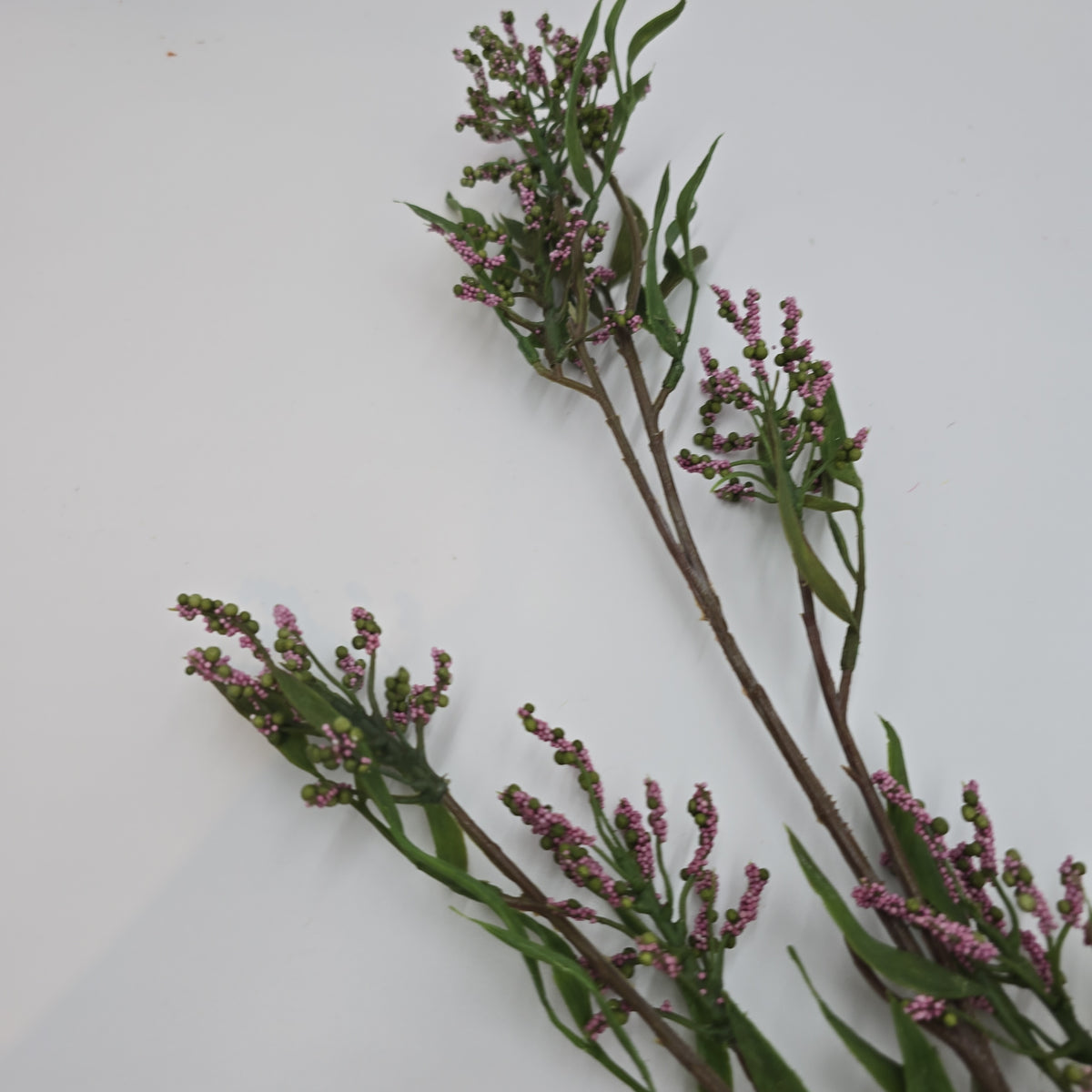 Pea Crop Seed--#gtc236