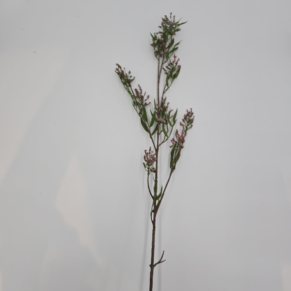 Pea Crop Seed--#gtc236