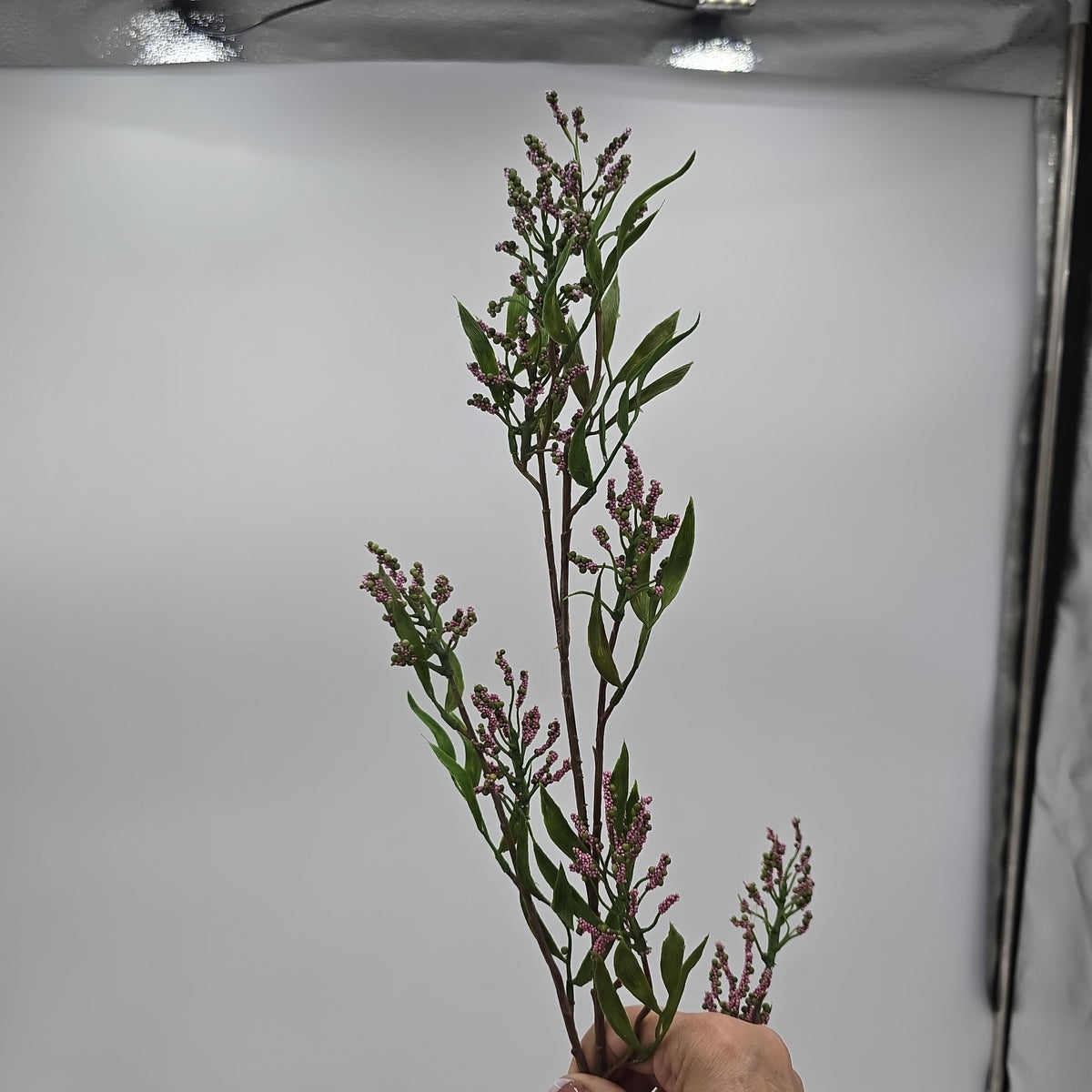 Pea Crop Seed--#gtc236