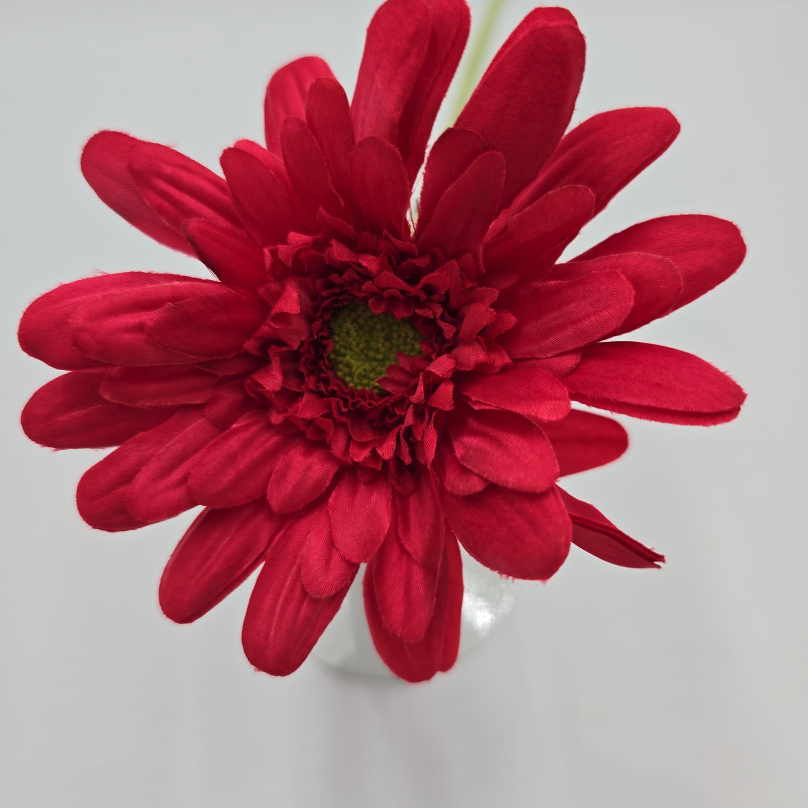 Gerbera Daisy--#gfd572