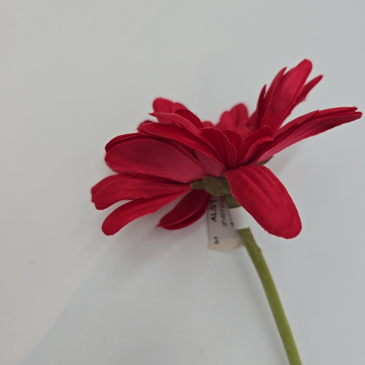 Gerbera Daisy--#gfd572