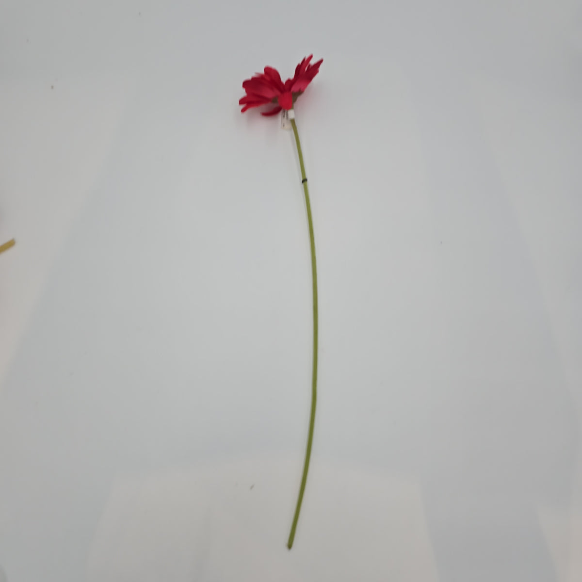 Gerbera Daisy--#gfd572