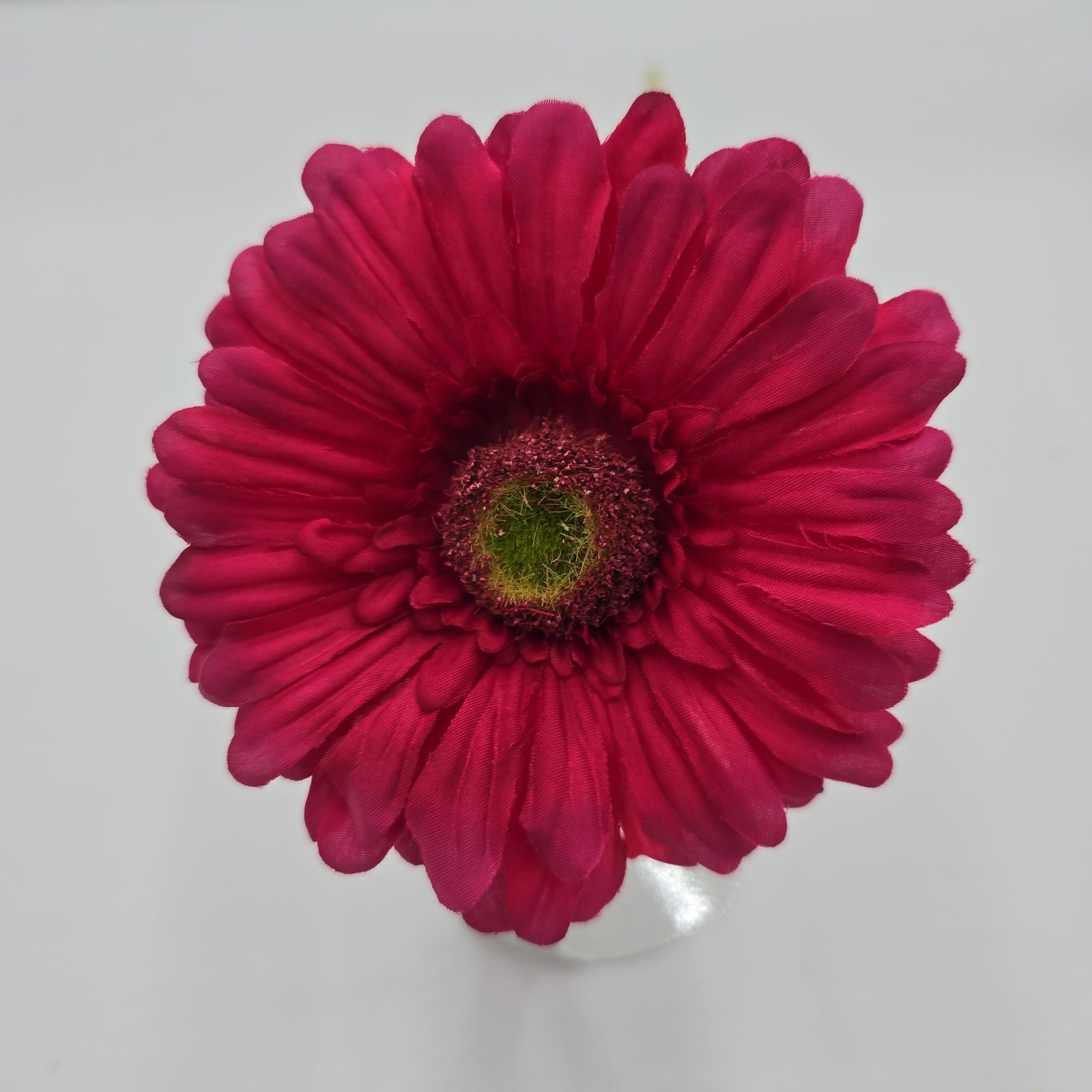 Gerbera Daisy--#gto455