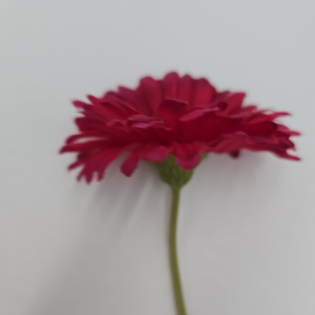 Gerbera Daisy--#gto455