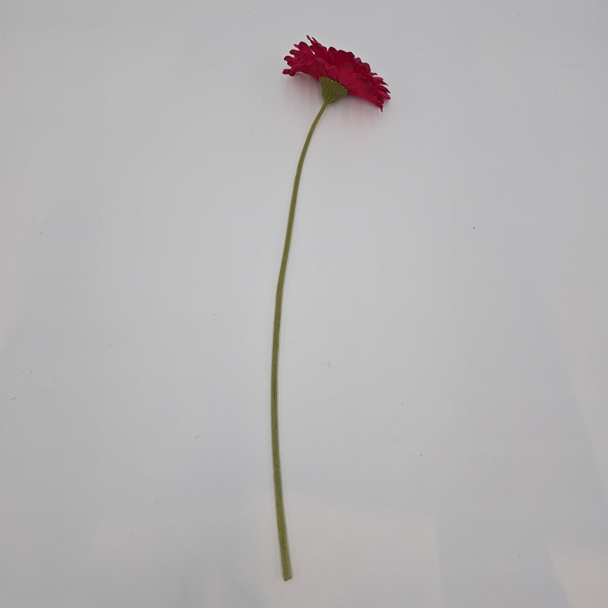 Gerbera Daisy--#gto455