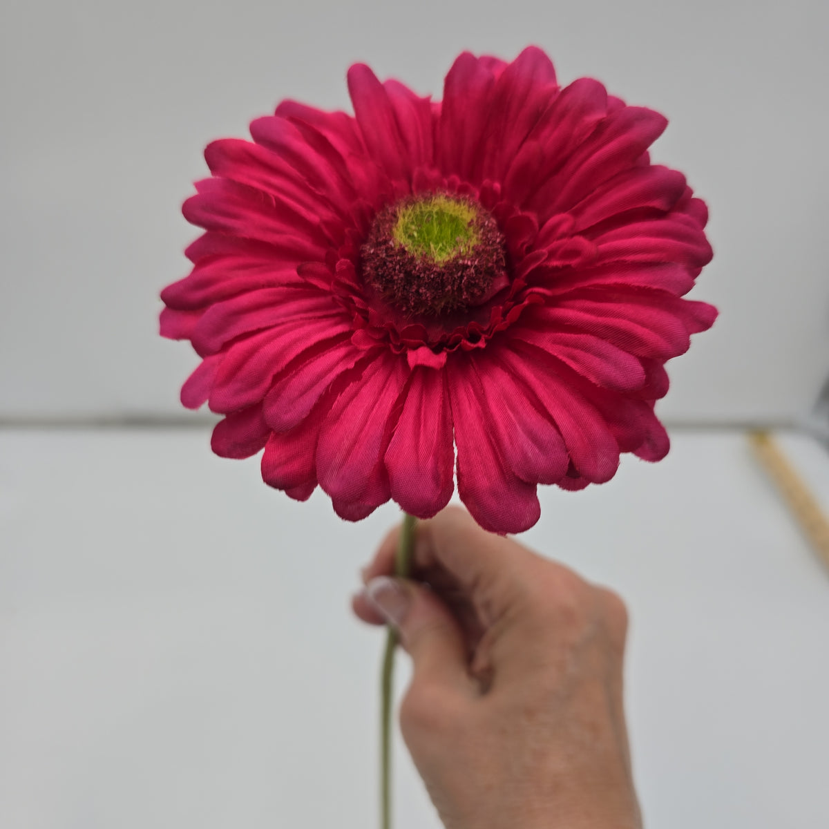 Gerbera Daisy--#gto455
