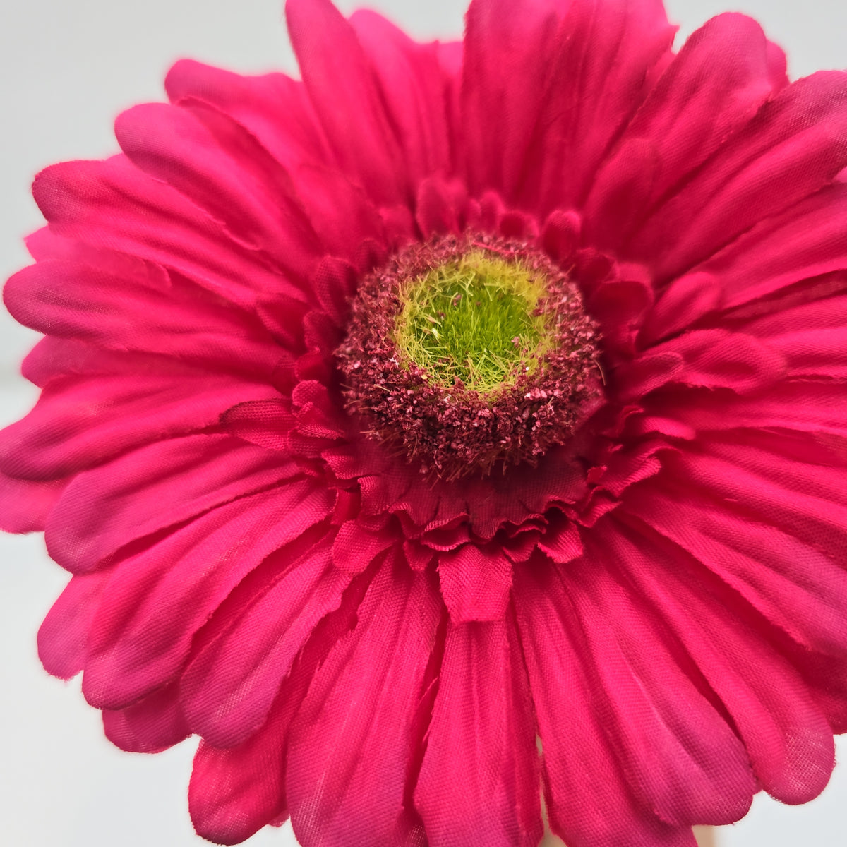 Gerbera Daisy--#gto455