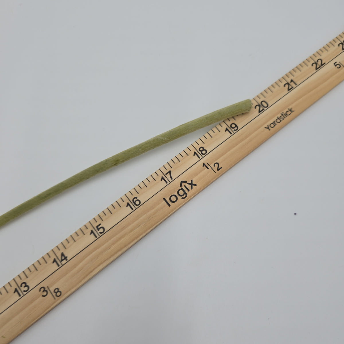 Gerbera Daisy--#gto455