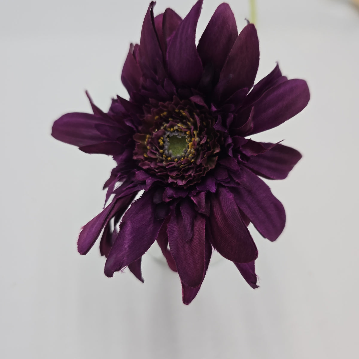 Gerbera Daisy--#fsd801