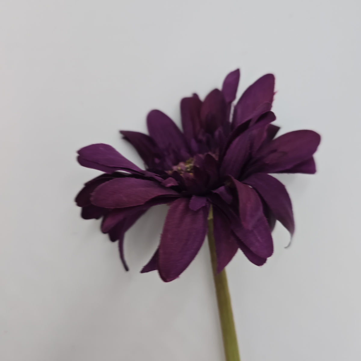 Gerbera Daisy--#fsd801