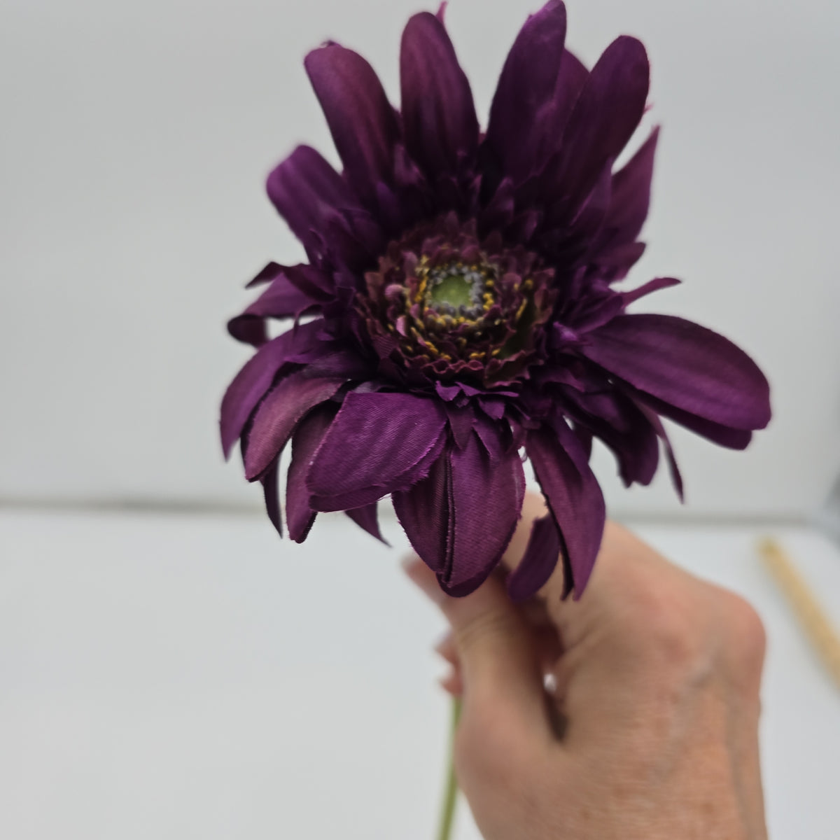 Gerbera Daisy--#fsd801