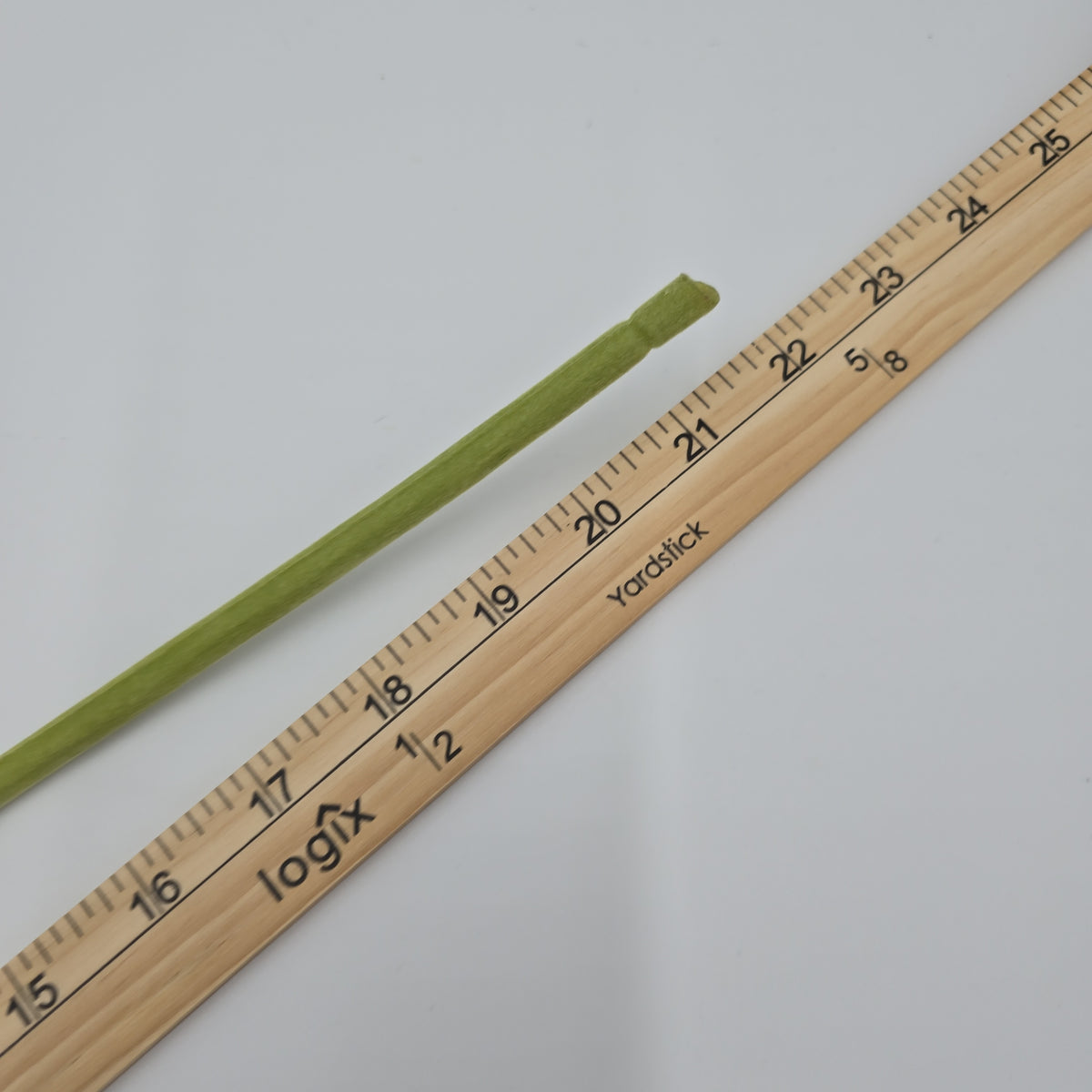 Gerbera Daisy--#fsd801