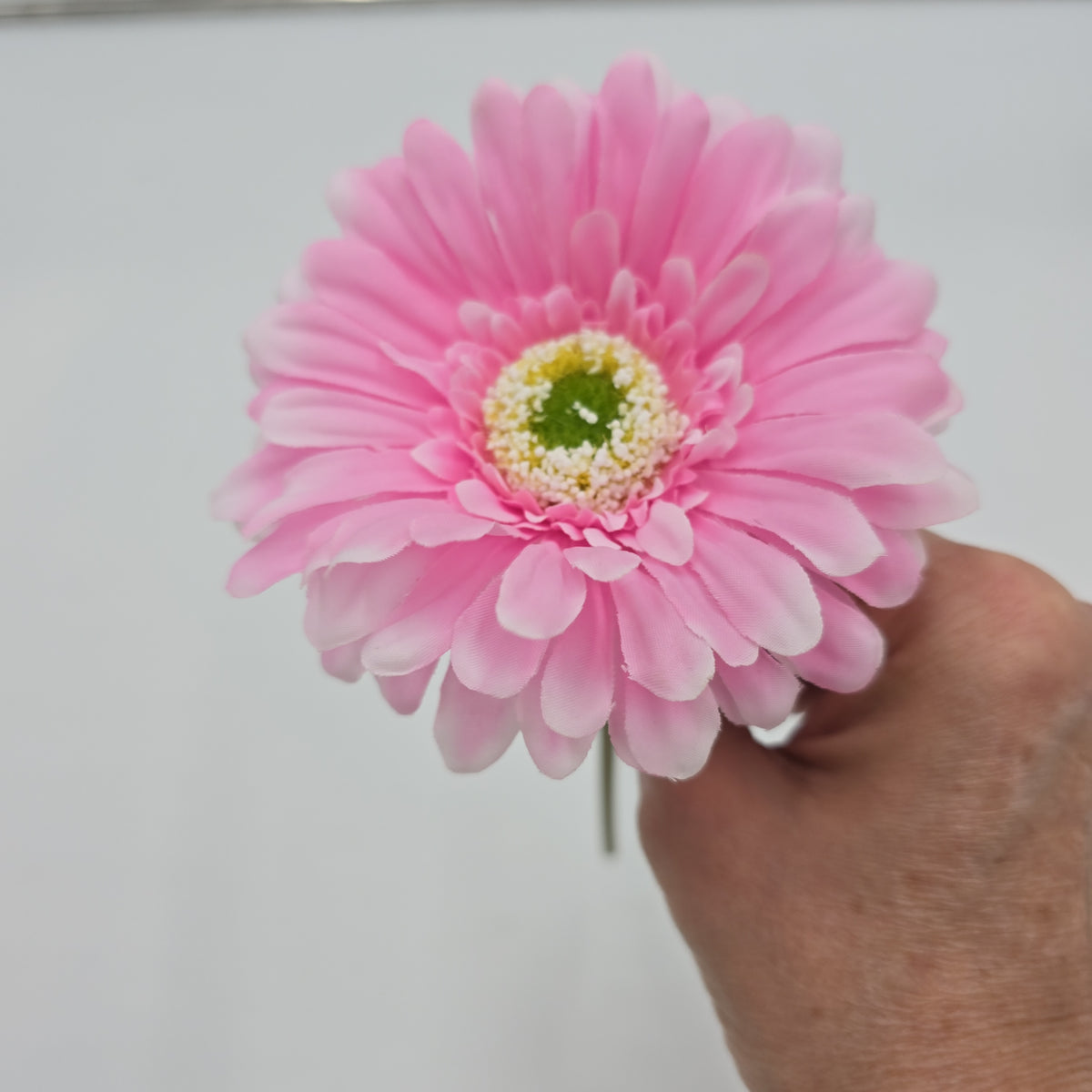 Small Gerbera Daisy--#gtd445