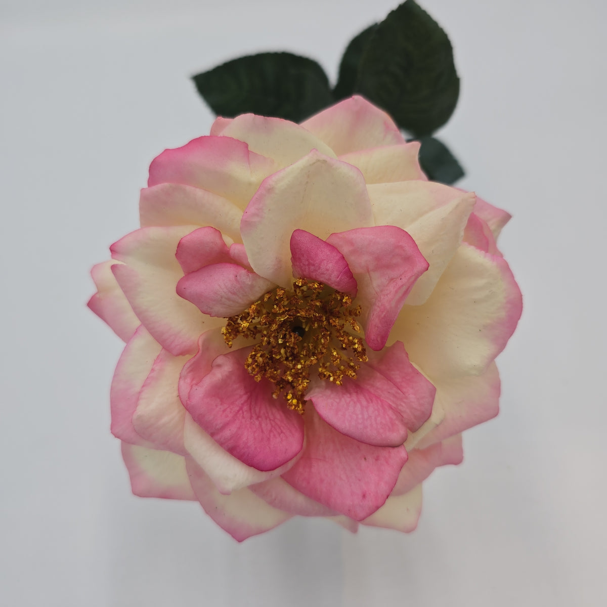 27&quot;RT ORLANE ROSE--gtr282