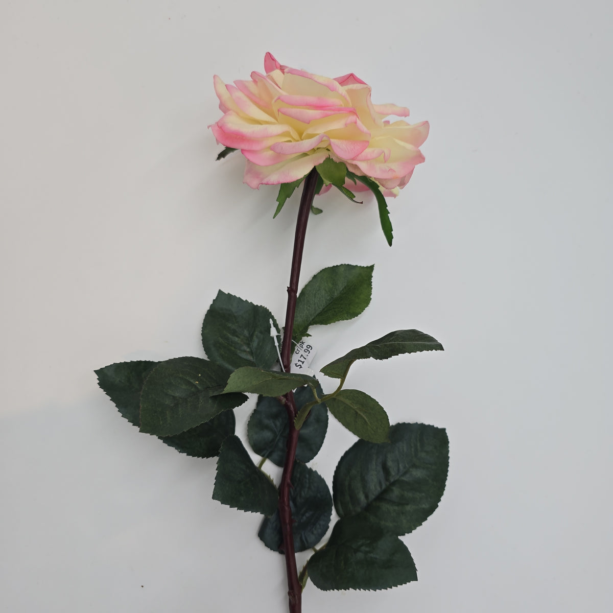 27&quot;RT ORLANE ROSE--gtr282