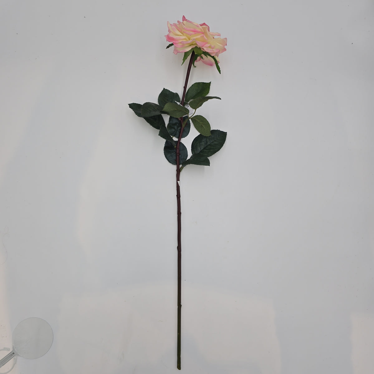 27&quot;RT ORLANE ROSE--gtr282