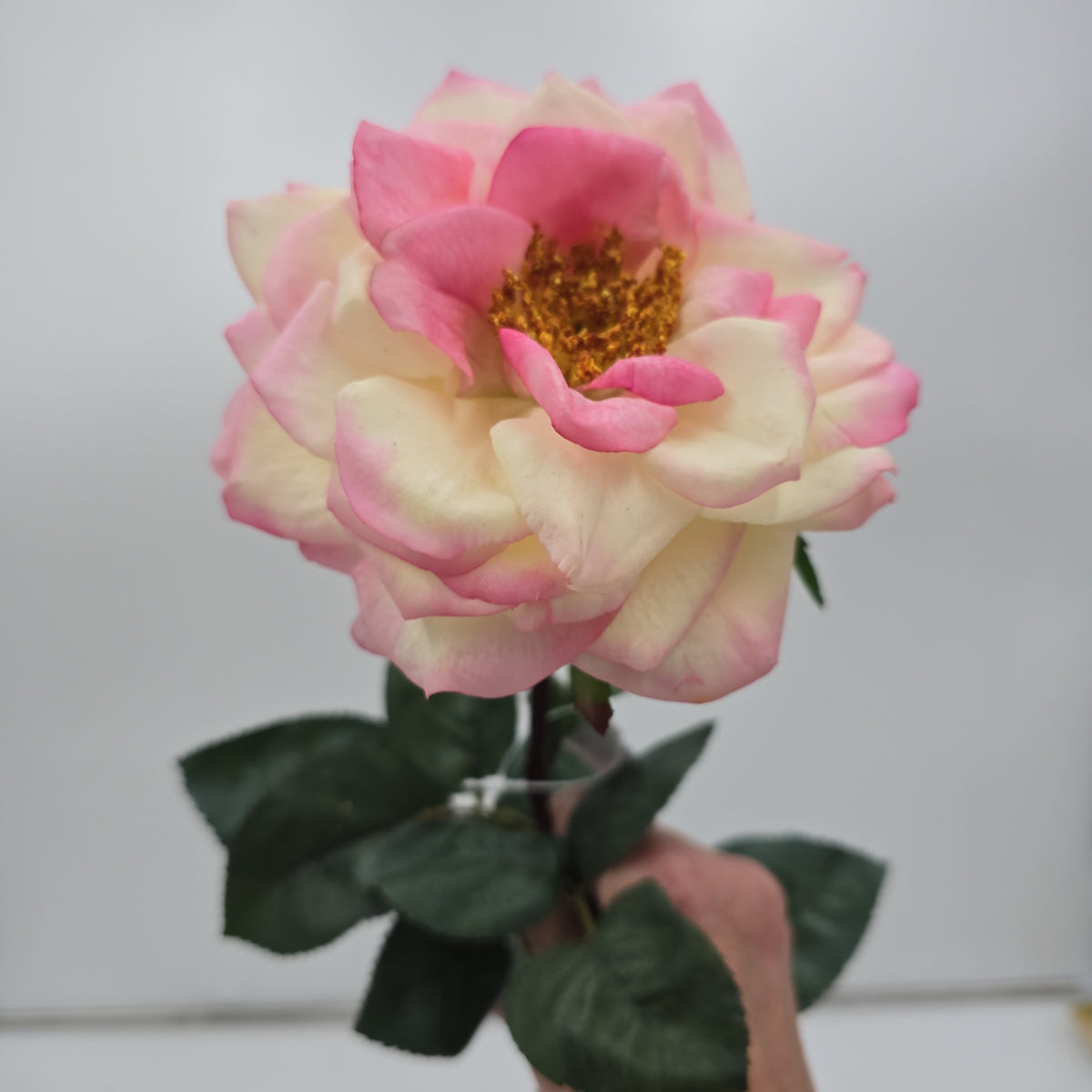 27&quot;RT ORLANE ROSE--gtr282