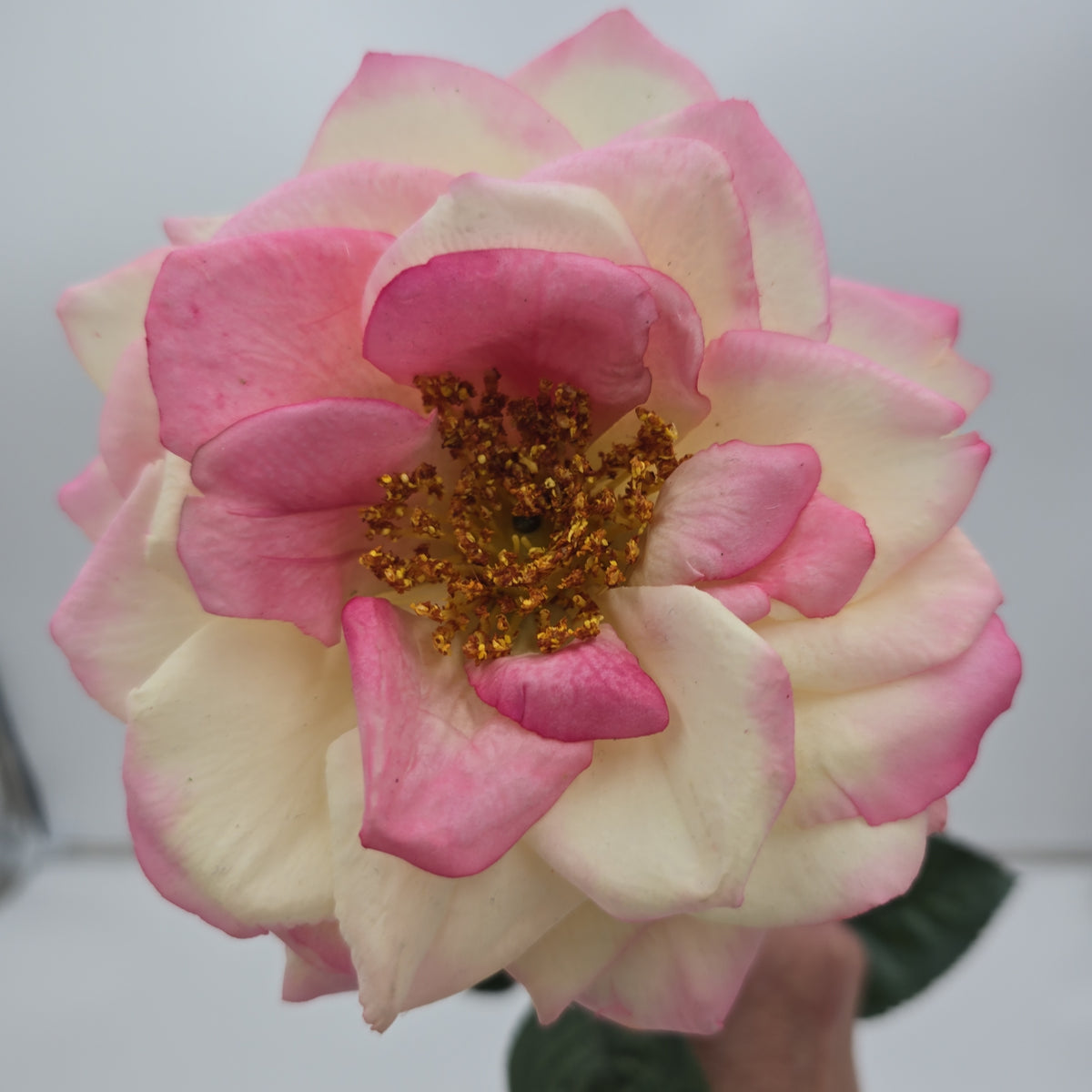 27&quot;RT ORLANE ROSE--gtr282