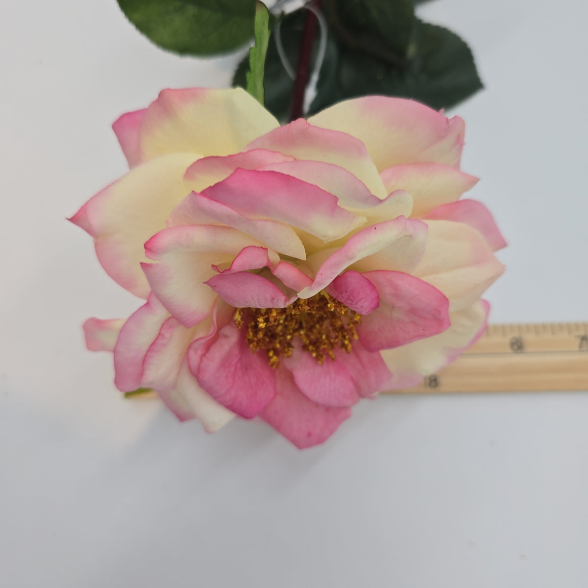 27&quot;RT ORLANE ROSE--gtr282