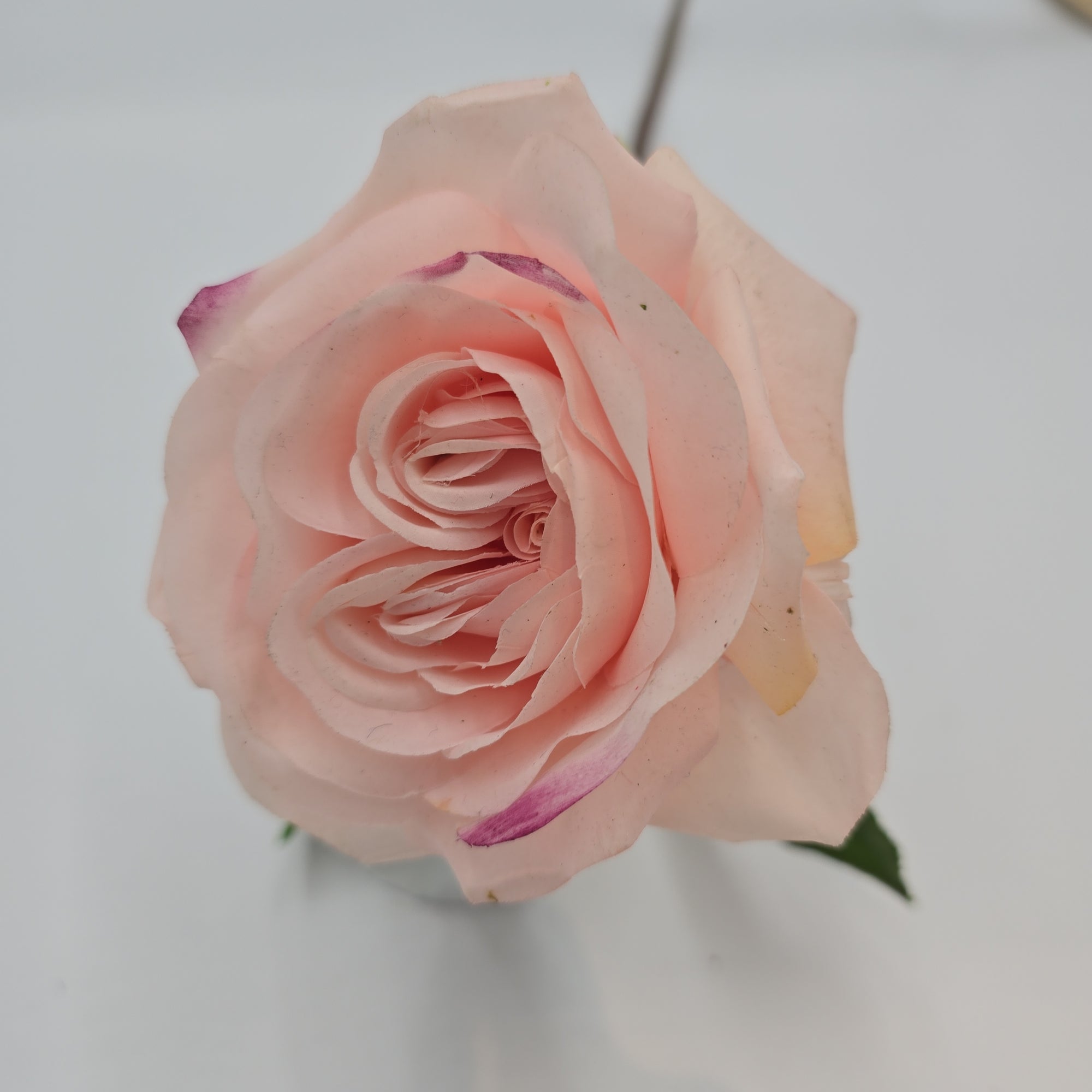 Real-Touch Rose--fsr275