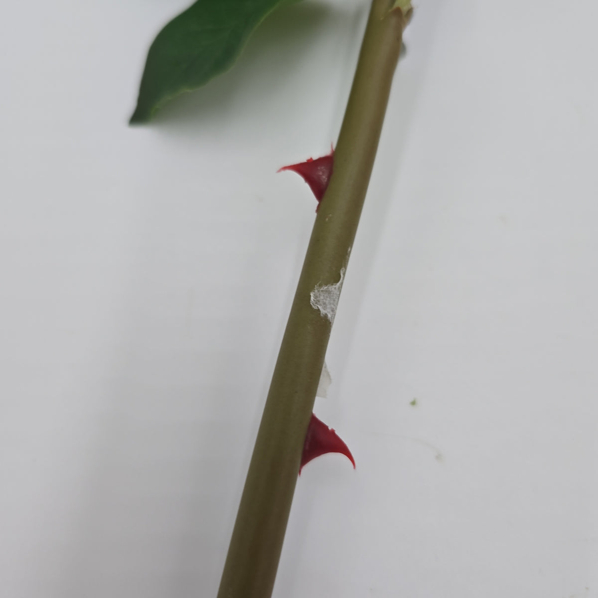 Real-Touch Rose--fsr275