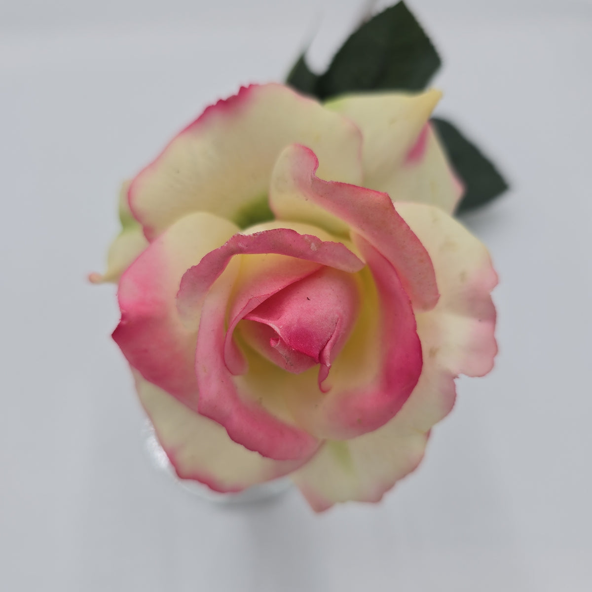 27&quot;RT CAROLINE ROSE--gtr284