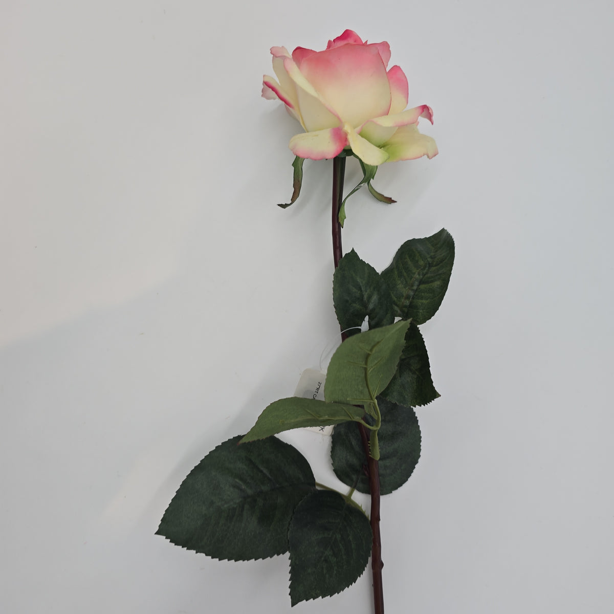 27&quot;RT CAROLINE ROSE--gtr284