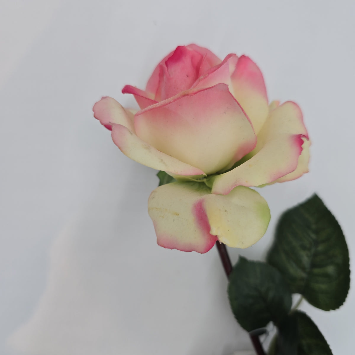 27&quot;RT CAROLINE ROSE--gtr284