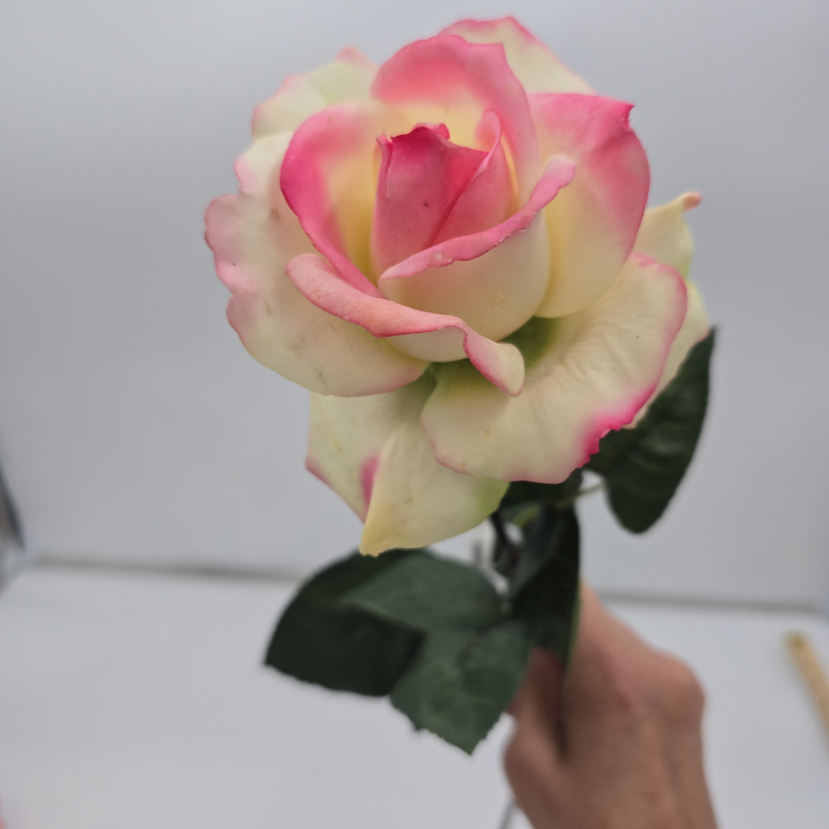 27&quot;RT CAROLINE ROSE--gtr284