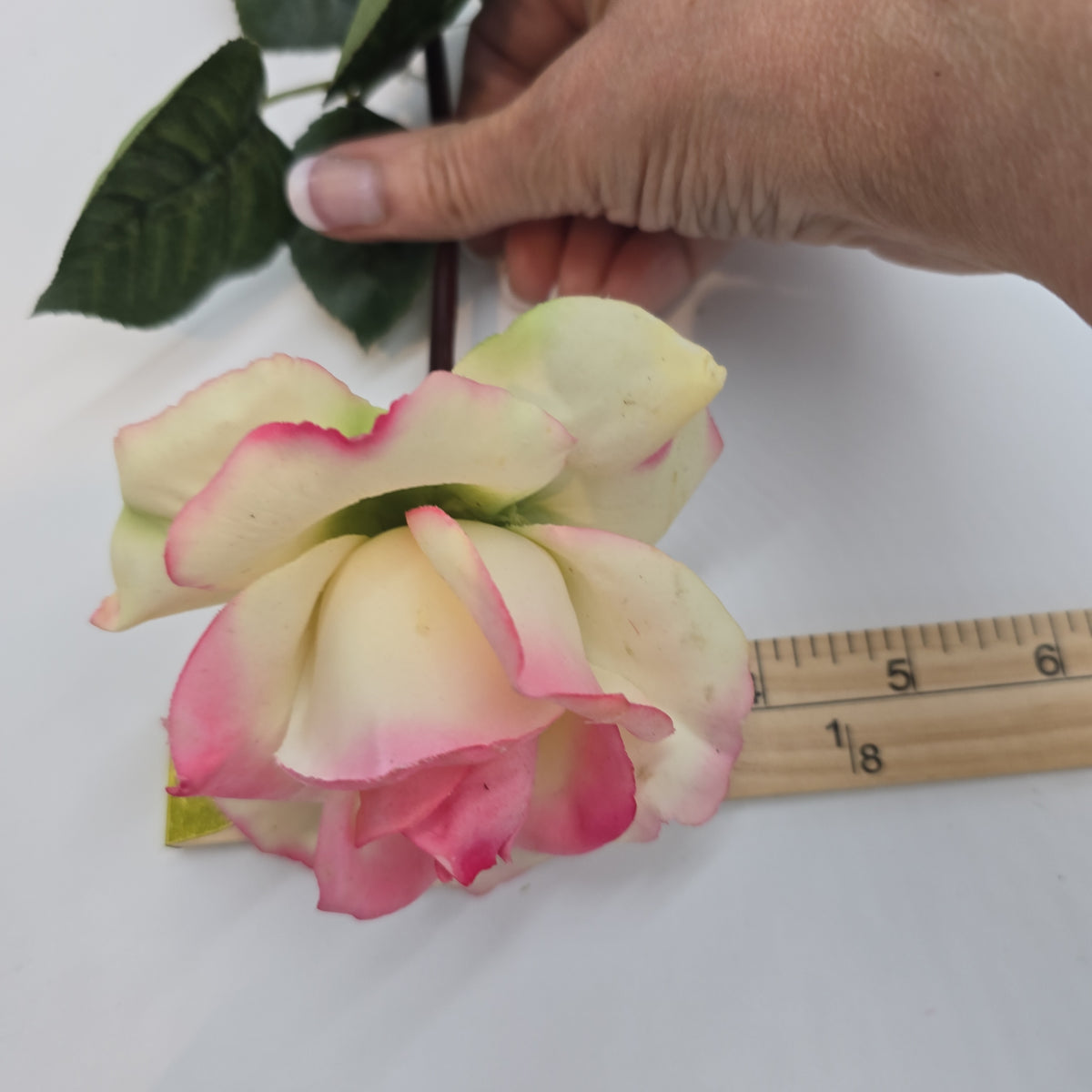 27&quot;RT CAROLINE ROSE--gtr284