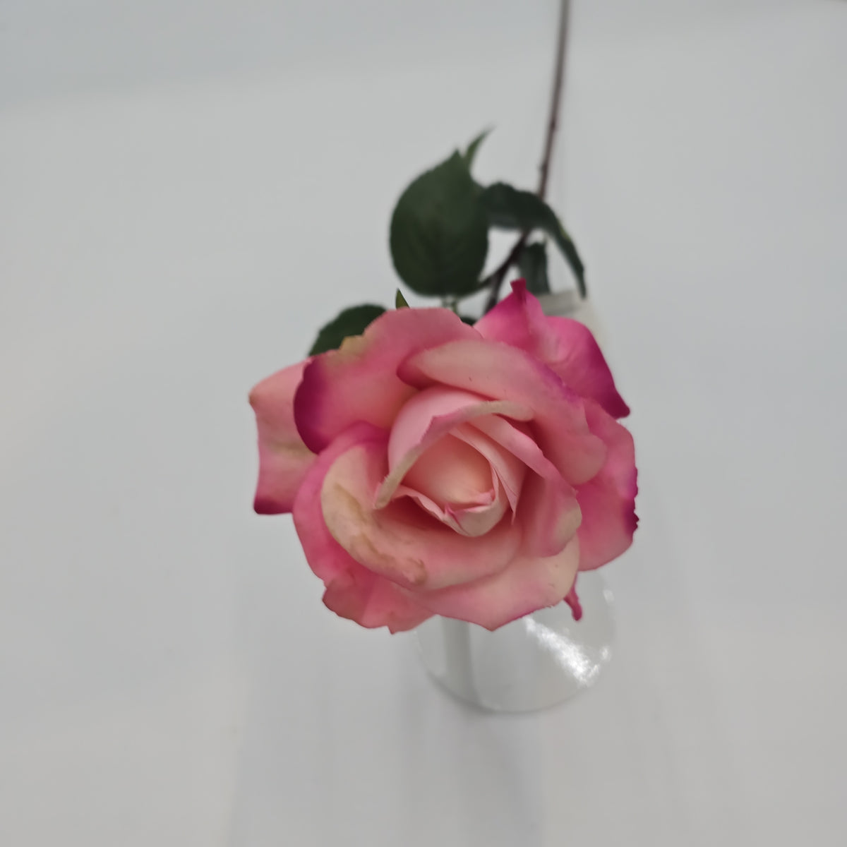 27&quot;RT CAROLINE ROSE--gtr284