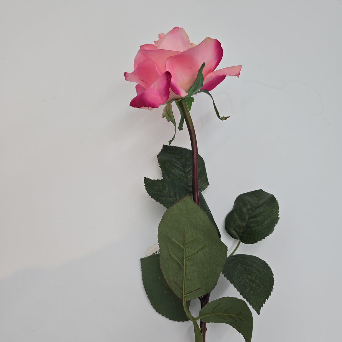 27&quot;RT CAROLINE ROSE--gtr284