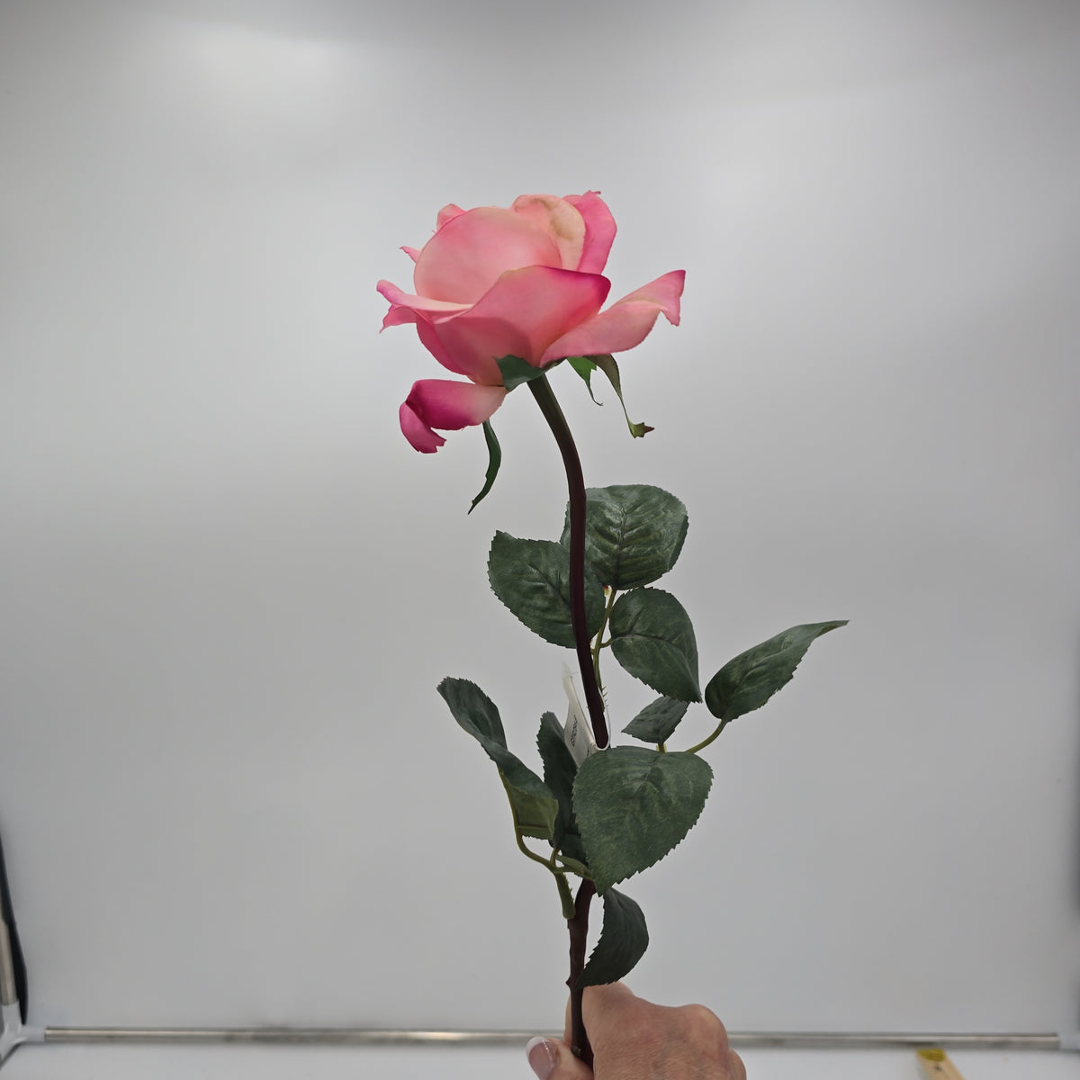 27&quot;RT CAROLINE ROSE--gtr284