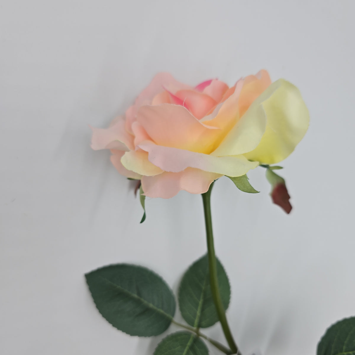 27&quot;LG ROSE--fr2008