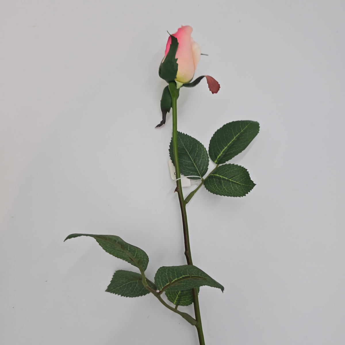 Rose Bud--#fr2005