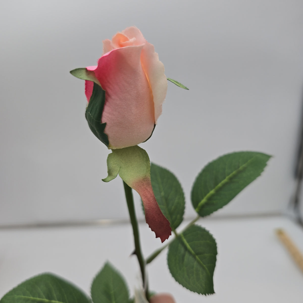 Rose Bud--#fr2005