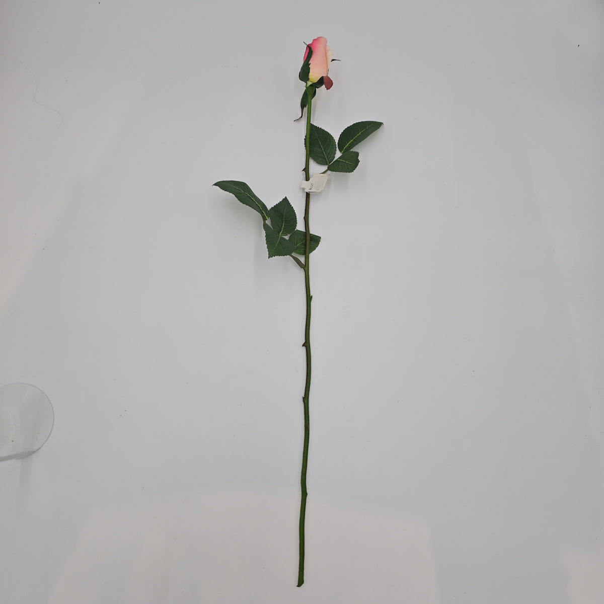 Rose Bud--#fr2005