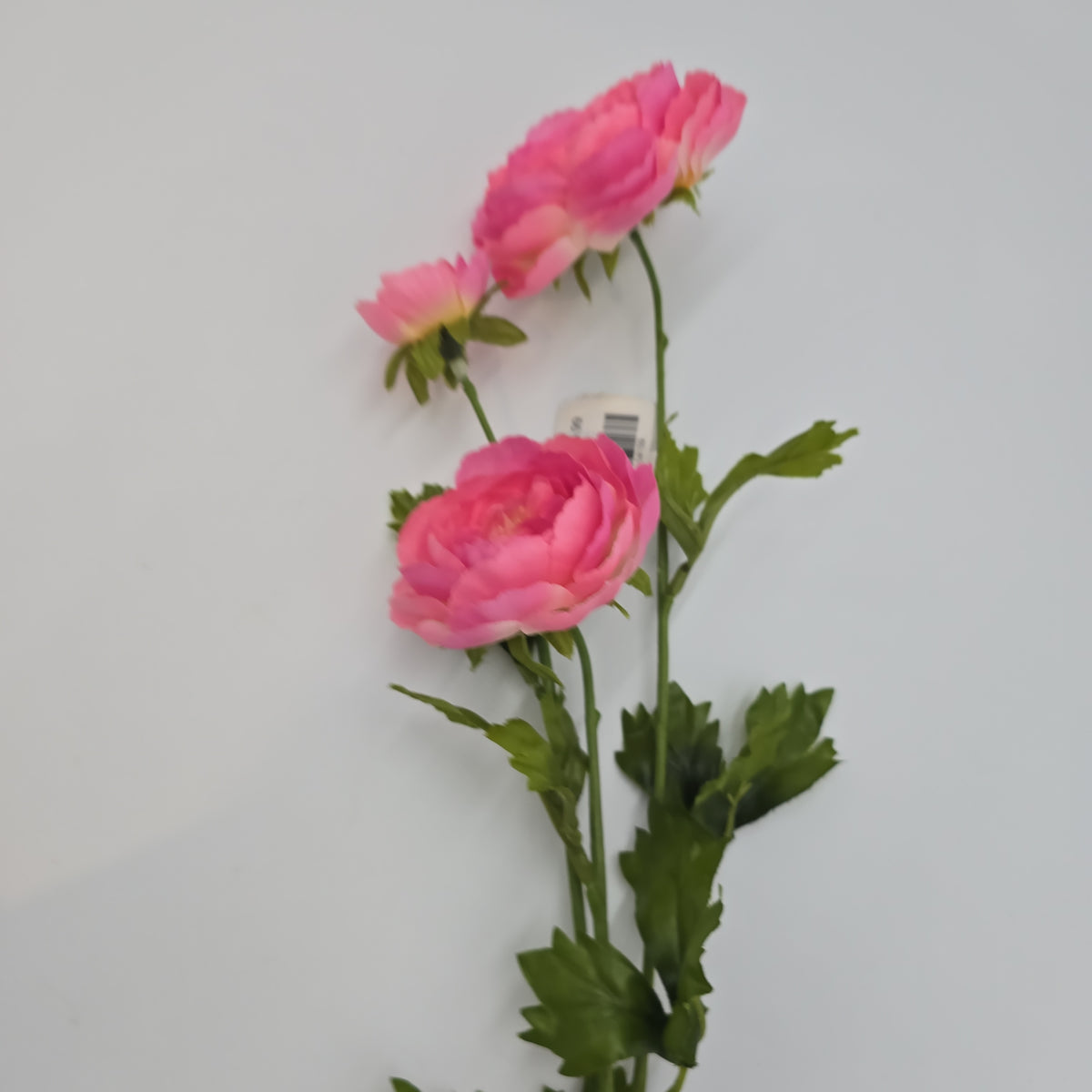 Ranunculus Spray--#fsr502