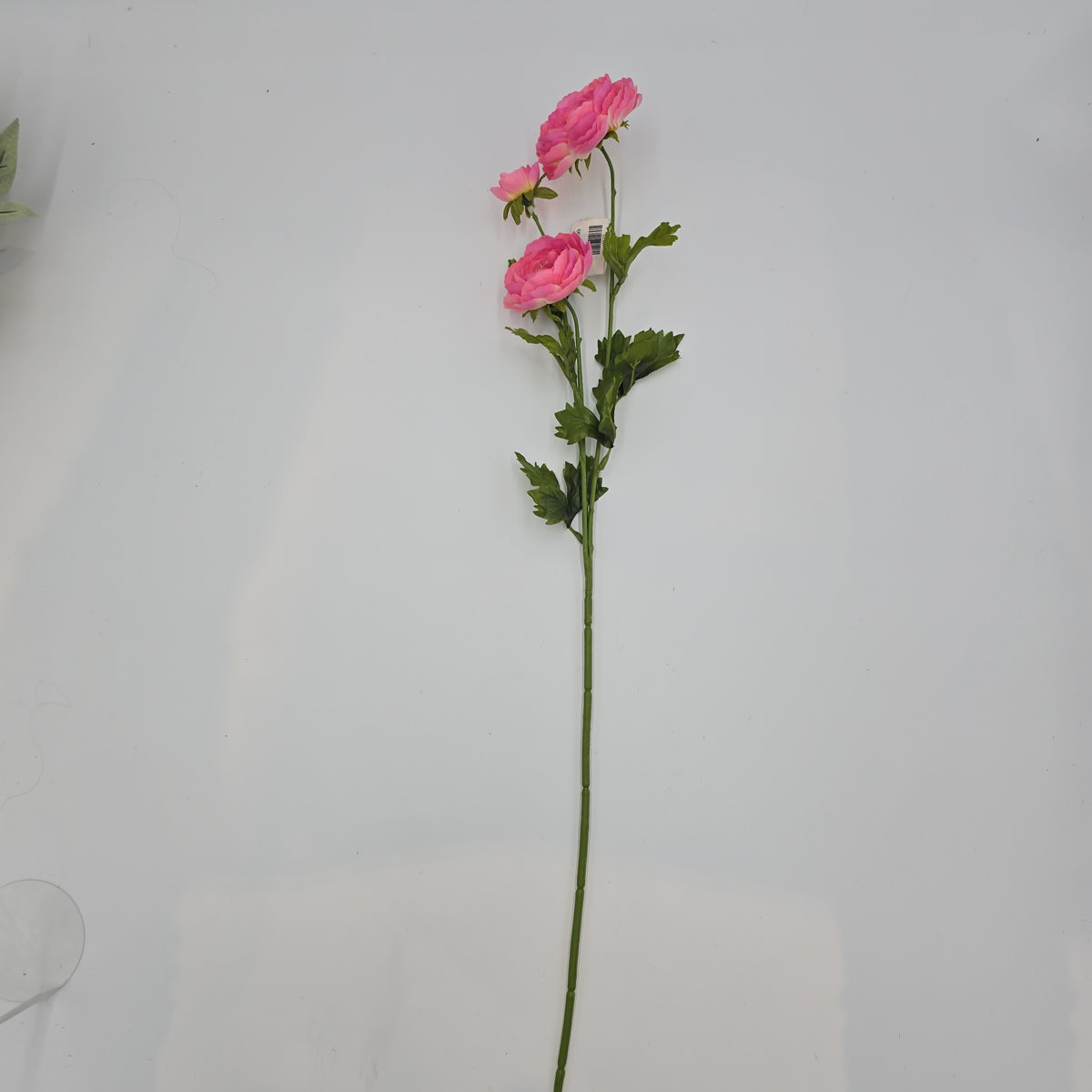 Ranunculus Spray--#fsr502