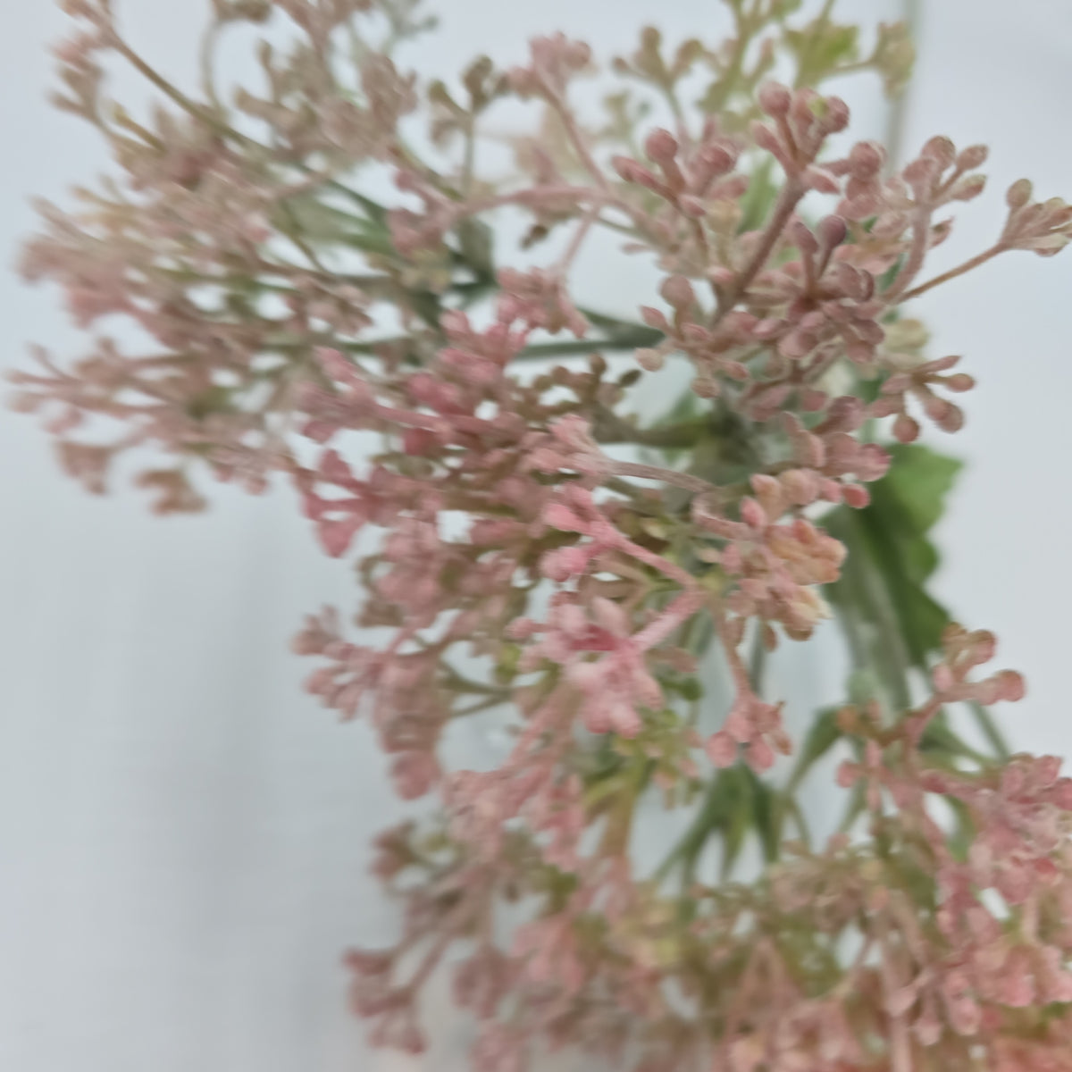 29&quot;VIBURNUM Bud--fsv001