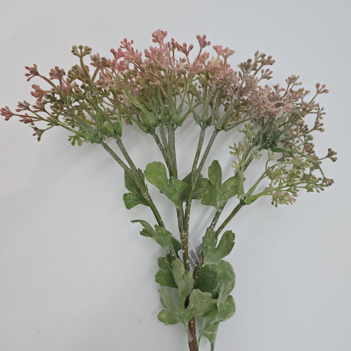 29&quot;VIBURNUM Bud--fsv001