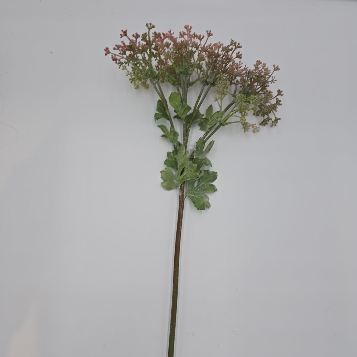 29&quot;VIBURNUM Bud--fsv001