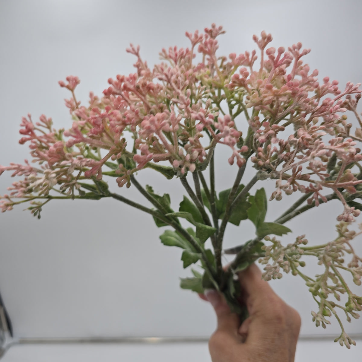 29&quot;VIBURNUM Bud--fsv001